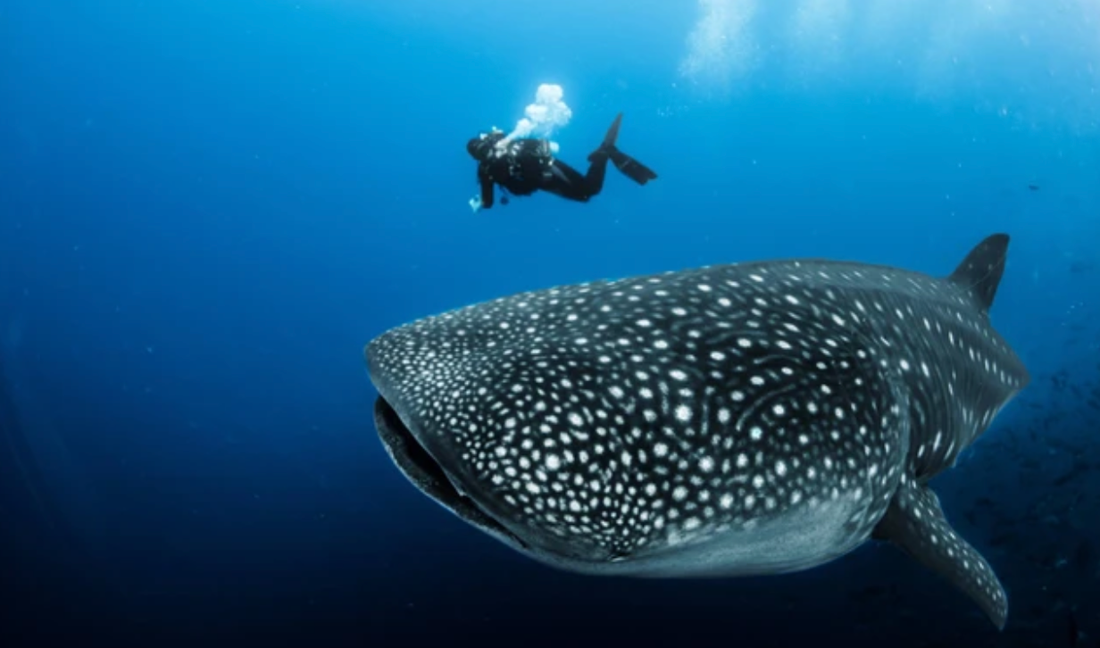 Pengalaman berenang dengan hiu paus di Pulau Miang menawarkan petualangan tak terlupakan, di mana wisatawan bisa melihat dan mendekati raksasa laut yang ramah di perairan jernih.