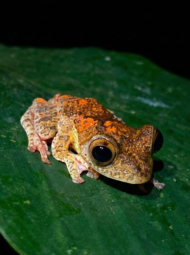 A tree frog rested on the leaf.