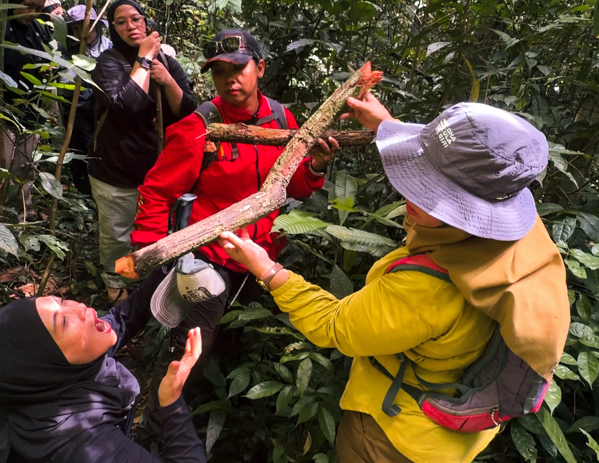 Bajaka Root. Healthy root